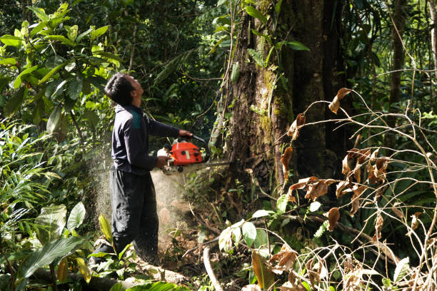 Best Arborist Services Near Me  in Combine, TX